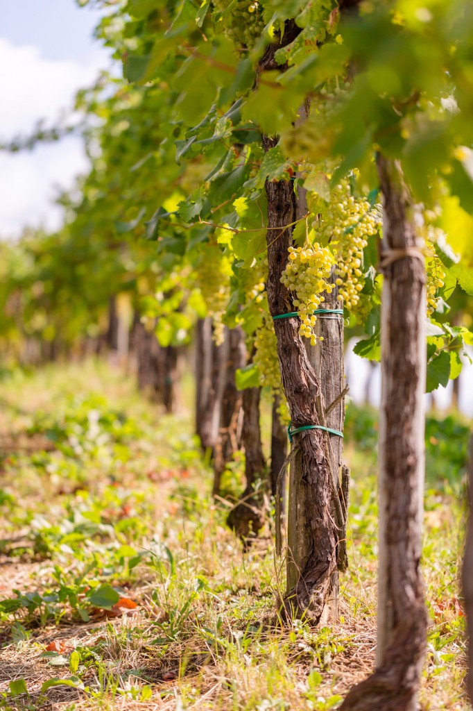 Cartizze vineyard - Photo ©Mattia Mionetto