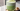 matcha mania