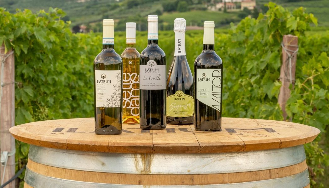 vini bianchi Valpolicella Ilatium Morini
